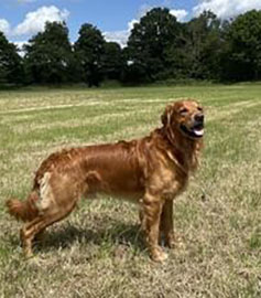 Tawnyhill Gundogs - Heasleydrive Golden Miller of Copperburn