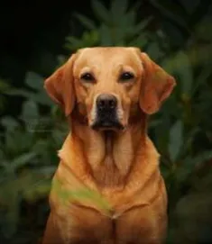 Tawnyhill Gundogs - Helkelbecian Dare of Wylanbriar