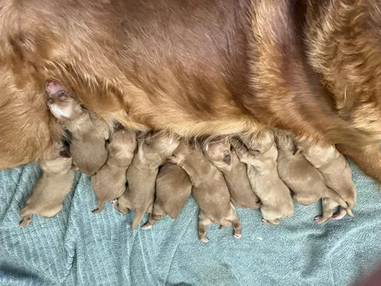 Golden retriever puppies for sale - Tawnyhill Gundogs