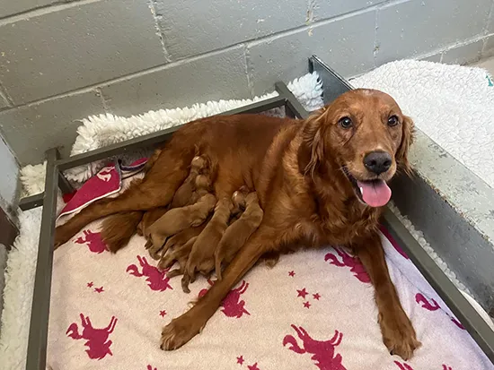 Golden retriever puppies for sale - Tawnyhill Gundogs