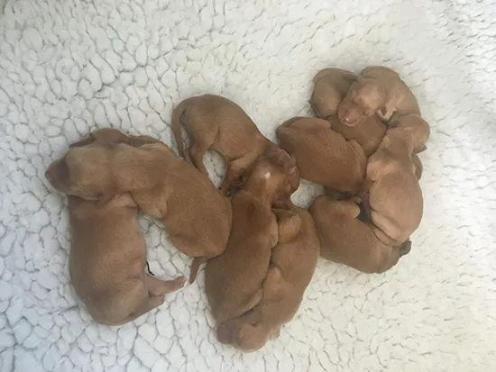 Golden retriever puppies for sale - Tawnyhill Gundogs