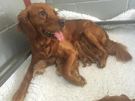 Golden retriever puppies for sale - Tawnyhill Gundogs