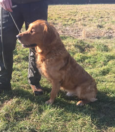 Tawnyhill Gundogs - Tawnyhill Enzo