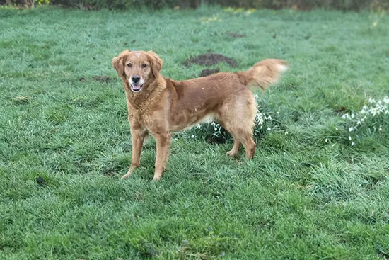 Tawnyhill Gundogs - Golden Retriever for sale