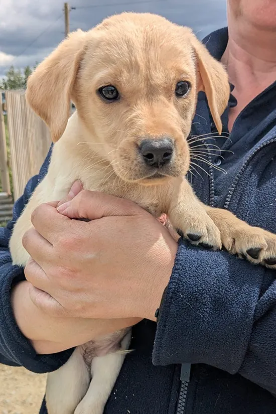 Tawnyhill Ned - Labrador puppies for sale