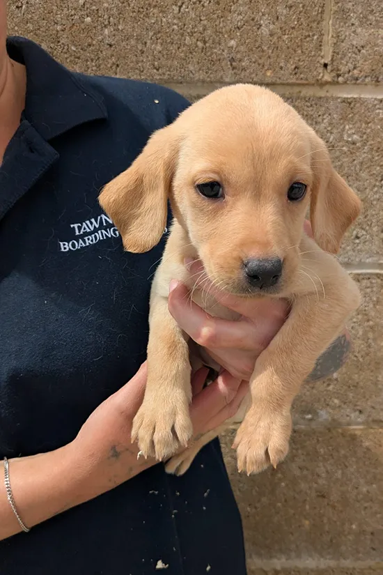 Tawnyhill Nora - Labrador puppies for sale
