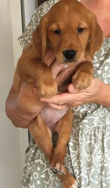 Golden retriever puppies for sale - Tawnyhill Gundogs