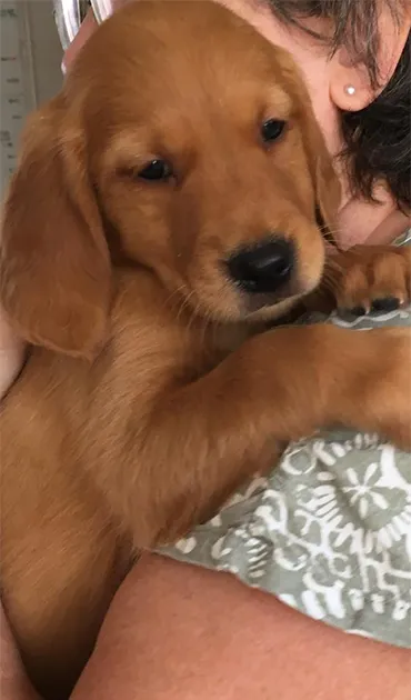 Golden retriever puppies for sale - Tawnyhill Gundogs