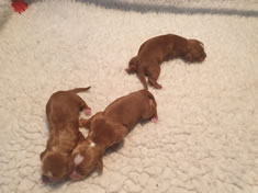 Tawnyhill Gundogs - Cocker spaniel puppies for sale