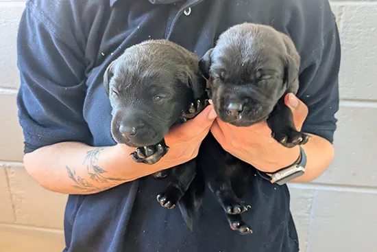 Tawnyhill Gundogs - Labrador puppies for sale