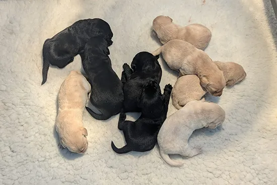 Tawnyhill Gundogs - Labrador puppies for sale