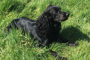 Tawnyhill Gundogs - Jet