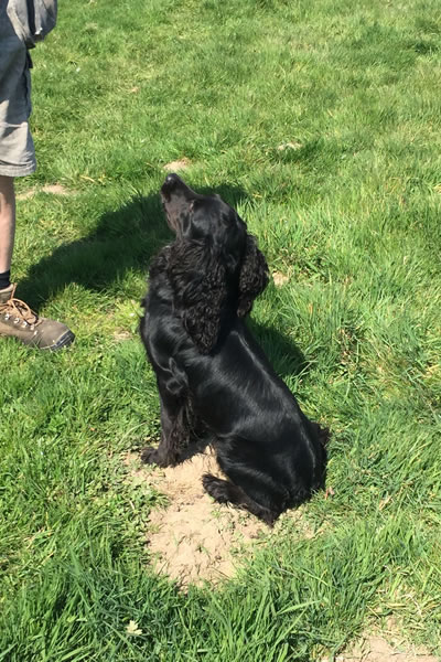 Tawnyhill Gundogs - Jet