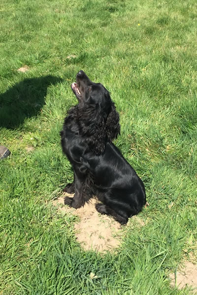 Tawnyhill Gundogs - Jet